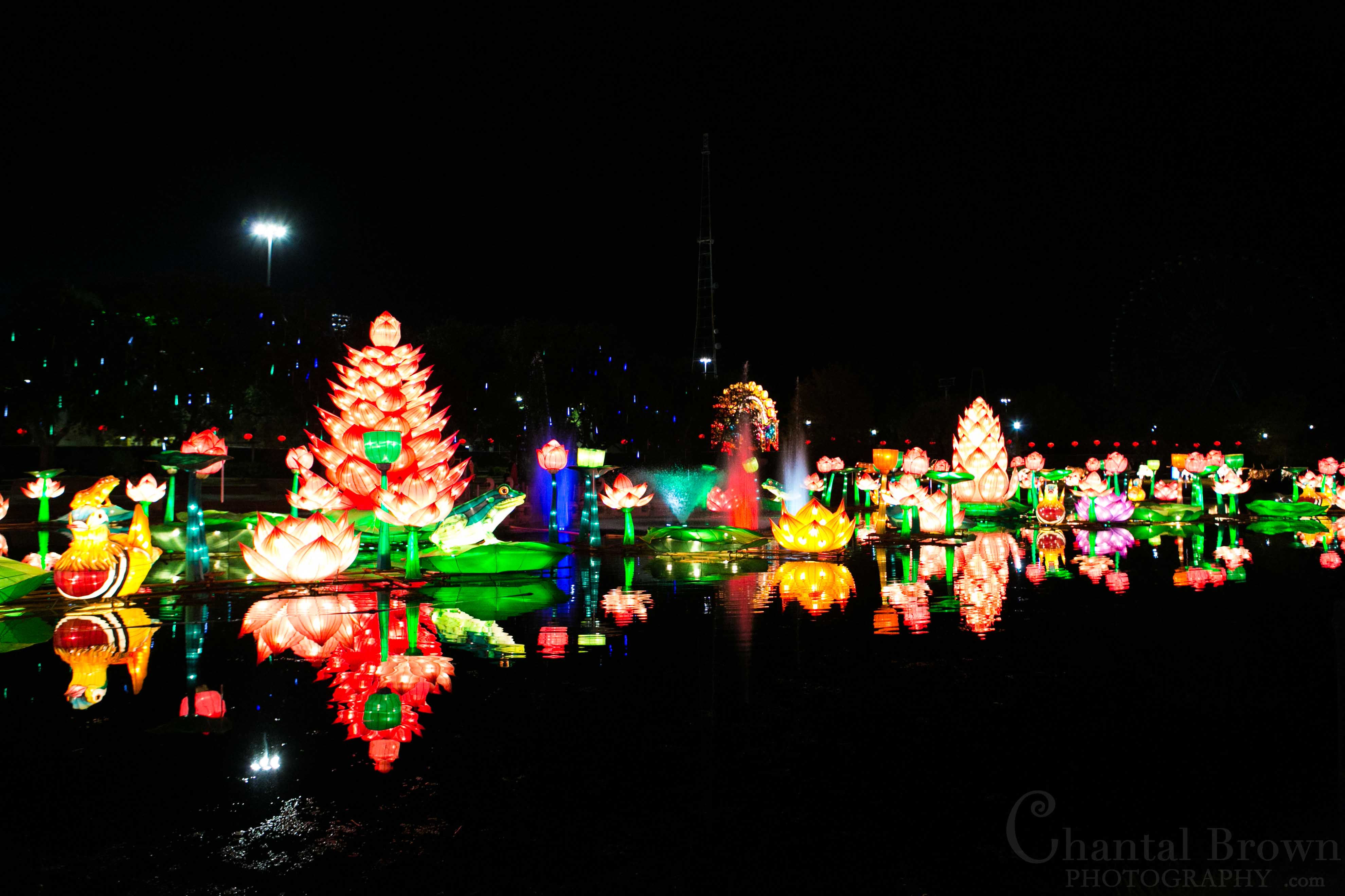 Beautiful colorful lotus flowers lights in the lake Chinese Lantern Festival in Dallas Fair Park